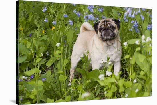 Pug in Virginia Bluebells, Rockton, Illinois, USA-Lynn M^ Stone-Stretched Canvas