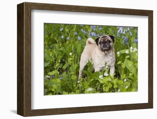 Pug in Virginia Bluebells, Rockton, Illinois, USA-Lynn M^ Stone-Framed Photographic Print