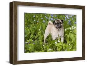 Pug in Virginia Bluebells, Rockton, Illinois, USA-Lynn M^ Stone-Framed Photographic Print