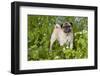 Pug in Virginia Bluebells, Rockton, Illinois, USA-Lynn M^ Stone-Framed Photographic Print