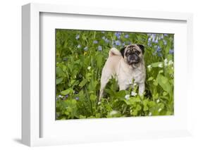 Pug in Virginia Bluebells, Rockton, Illinois, USA-Lynn M^ Stone-Framed Photographic Print