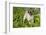 Pug in Virginia Bluebells, Rockton, Illinois, USA-Lynn M^ Stone-Framed Photographic Print