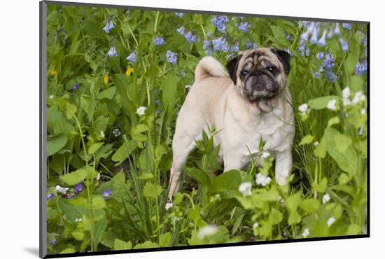 Pug in Virginia Bluebells, Rockton, Illinois, USA-Lynn M^ Stone-Mounted Photographic Print