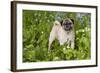 Pug in Virginia Bluebells, Rockton, Illinois, USA-Lynn M^ Stone-Framed Photographic Print