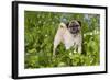 Pug in Virginia Bluebells, Rockton, Illinois, USA-Lynn M^ Stone-Framed Photographic Print