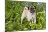 Pug in Virginia Bluebells, Rockton, Illinois, USA-Lynn M^ Stone-Mounted Photographic Print