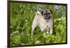 Pug in Virginia Bluebells, Rockton, Illinois, USA-Lynn M^ Stone-Framed Photographic Print