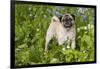 Pug in Virginia Bluebells, Rockton, Illinois, USA-Lynn M^ Stone-Framed Photographic Print