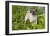 Pug in Virginia Bluebells, Rockton, Illinois, USA-Lynn M^ Stone-Framed Photographic Print