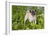 Pug in Virginia Bluebells, Rockton, Illinois, USA-Lynn M^ Stone-Framed Photographic Print