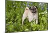 Pug in Virginia Bluebells, Rockton, Illinois, USA-Lynn M^ Stone-Mounted Photographic Print