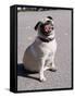 Pug Licking His Mouth-Henry Horenstein-Framed Stretched Canvas