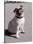 Pug Licking His Mouth-Henry Horenstein-Stretched Canvas