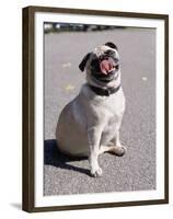 Pug Licking His Mouth-Henry Horenstein-Framed Premium Photographic Print