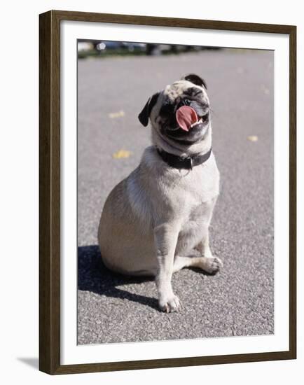 Pug Licking His Mouth-Henry Horenstein-Framed Premium Photographic Print