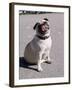 Pug Licking His Mouth-Henry Horenstein-Framed Premium Photographic Print