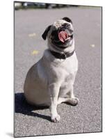 Pug Licking His Mouth-Henry Horenstein-Mounted Premium Photographic Print