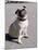 Pug Licking His Mouth-Henry Horenstein-Mounted Premium Photographic Print