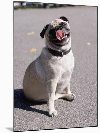 Pug Licking His Mouth-Henry Horenstein-Mounted Premium Photographic Print