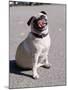 Pug Licking His Mouth-Henry Horenstein-Mounted Premium Photographic Print