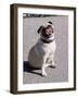 Pug Licking His Mouth-Henry Horenstein-Framed Photographic Print