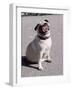 Pug Licking His Mouth-Henry Horenstein-Framed Photographic Print