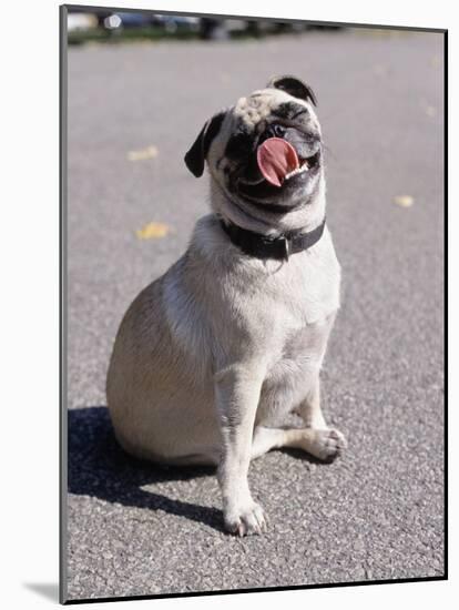 Pug Licking His Mouth-Henry Horenstein-Mounted Photographic Print