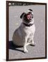 Pug Licking His Mouth-Henry Horenstein-Framed Photographic Print