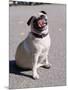 Pug Licking His Mouth-Henry Horenstein-Mounted Photographic Print