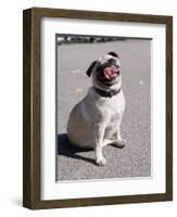 Pug Licking His Mouth-Henry Horenstein-Framed Photographic Print