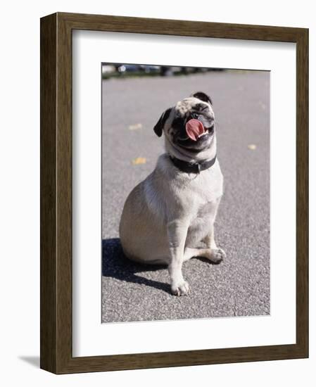 Pug Licking His Mouth-Henry Horenstein-Framed Photographic Print