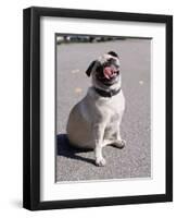 Pug Licking His Mouth-Henry Horenstein-Framed Photographic Print