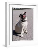 Pug Licking His Mouth-Henry Horenstein-Framed Photographic Print