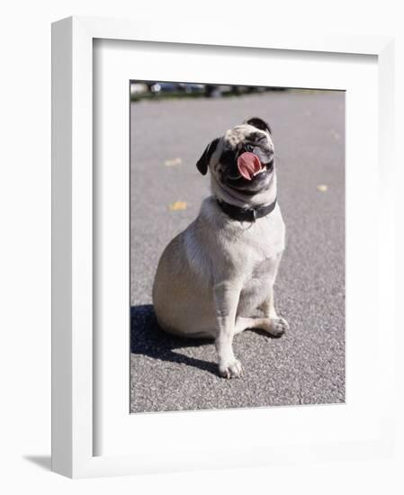 Pug Licking His Mouth-Henry Horenstein-Framed Photographic Print