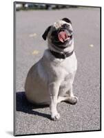 Pug Licking His Mouth-Henry Horenstein-Mounted Photographic Print