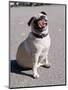 Pug Licking His Mouth-Henry Horenstein-Mounted Photographic Print