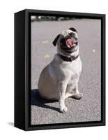 Pug Licking His Mouth-Henry Horenstein-Framed Stretched Canvas