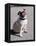 Pug Licking His Mouth-Henry Horenstein-Framed Stretched Canvas