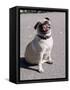 Pug Licking His Mouth-Henry Horenstein-Framed Stretched Canvas