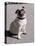 Pug Licking His Mouth-Henry Horenstein-Stretched Canvas