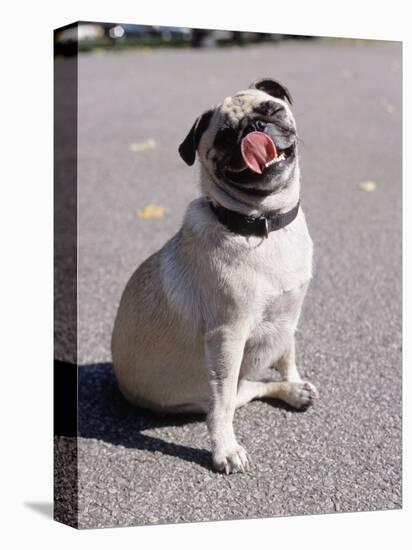 Pug Licking His Mouth-Henry Horenstein-Stretched Canvas