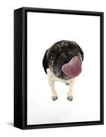 Pug Licking the Screen-null-Framed Stretched Canvas