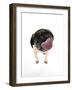 Pug Licking the Screen-null-Framed Premium Photographic Print