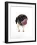 Pug Licking the Screen-null-Framed Premium Photographic Print
