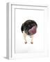 Pug Licking the Screen-null-Framed Premium Photographic Print