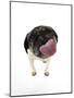 Pug Licking the Screen-null-Mounted Premium Photographic Print