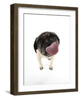 Pug Licking the Screen-null-Framed Photographic Print
