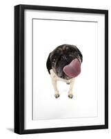 Pug Licking the Screen-null-Framed Photographic Print