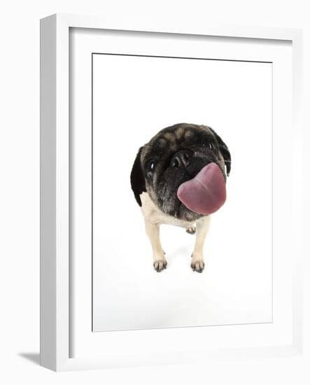 Pug Licking the Screen-null-Framed Photographic Print