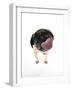 Pug Licking the Screen-null-Framed Photographic Print